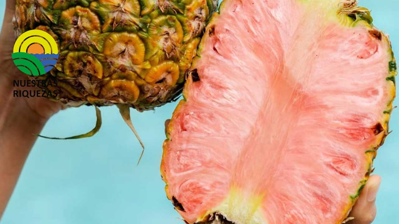 La piña rosada es un producto único de Costa Rica, de alta gama, que llega a los mercados más exclusivos del mundo 