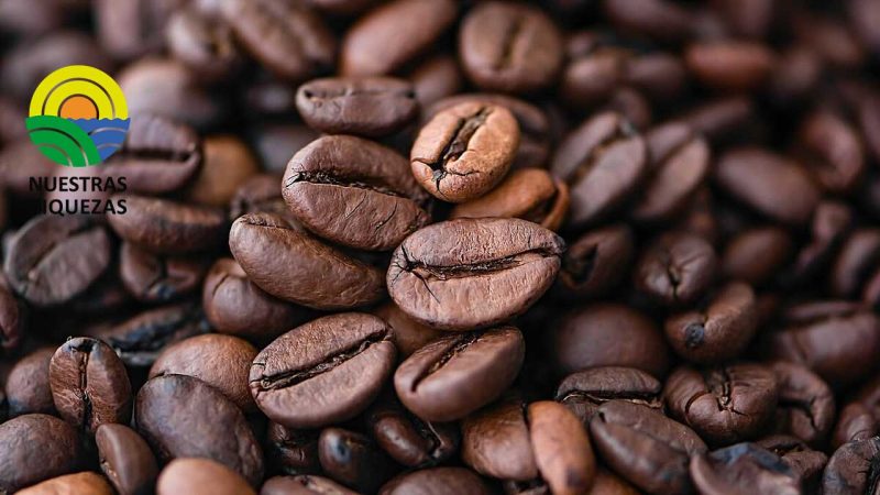 Internacional: La producción brasileña de café subirá un 6,7 % este año 