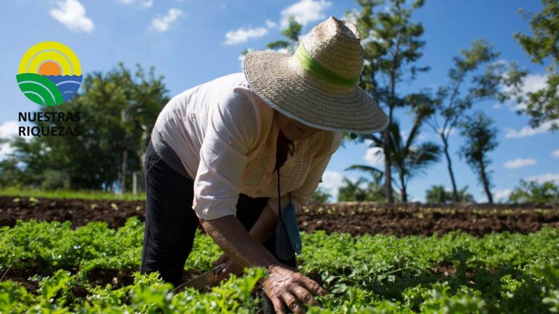 Los Ríos: 30 pequeños productores son los nuevos promotores de la agricultura agroecológica 