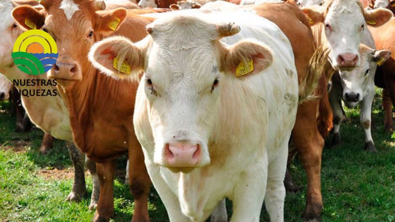 MAG y estudiantes dan asistencia veterinaria en Mulaló 