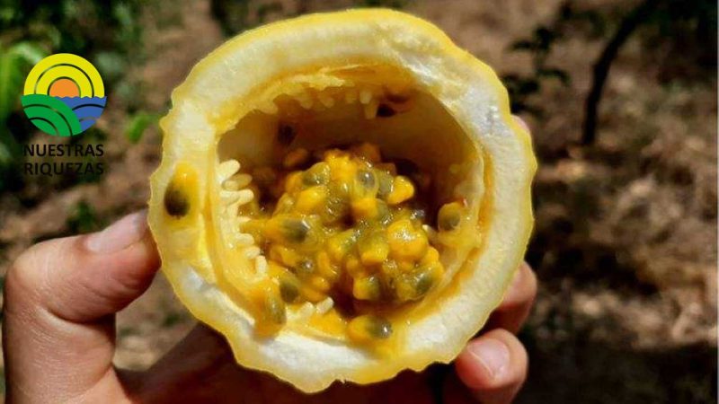 Maracuyá, cultivo alternativo que beneficia a los agricultores 
