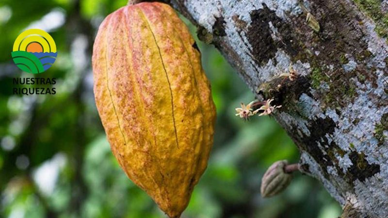 Más Ecuador en el mundo significa: abrir más mercados para que nuestros productores incrementen sus ventas y su rentabilidad.  