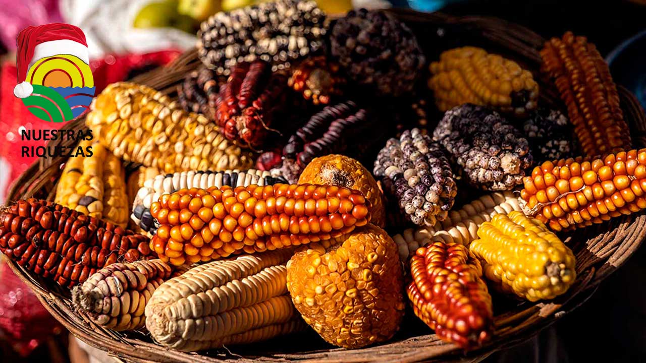 México avala la importación de maíz transgénico proveniente de EE UU hasta 2025