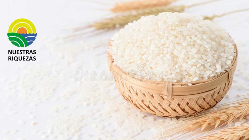 Nueva aplicación identifica la enfermedad del arroz en etapas tempranas 