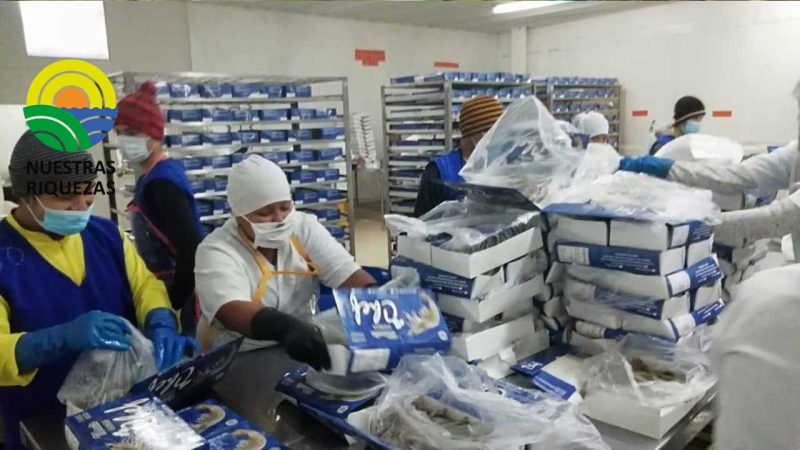 Paro camaronero: ‘Las empacadoras también tomarán medidas respecto al abastecimiento de materias primas, hay pedidos con los que hay que cumplir’ 