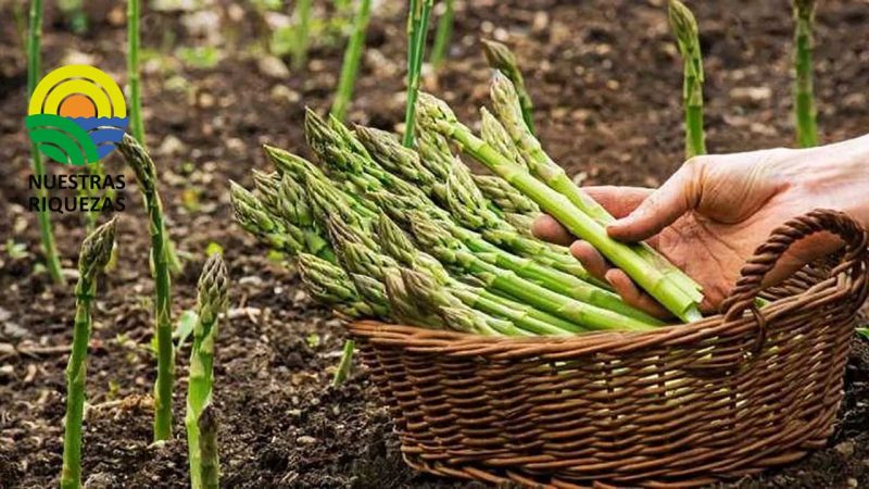 Pese a que son tiempos difíciles para el mercado mundial del espárrago, México ha llegado para quedarse