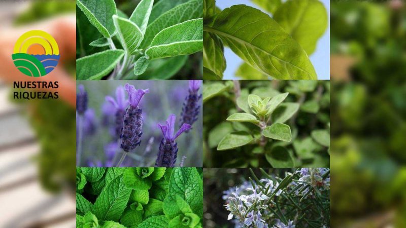 Internacional: Plantas aromáticas y medicinales ecológicas para diversas industrias y compradores europeos 