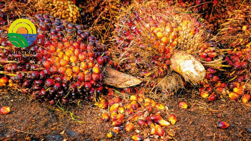 Predicen alza en el aceite de palma en el mandato de biocombustibles de indonesia 