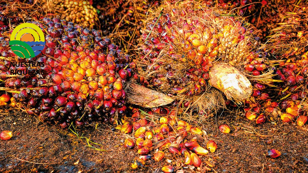 Predicen alza en el aceite de palma en el mandato de biocombustibles de indonesia 