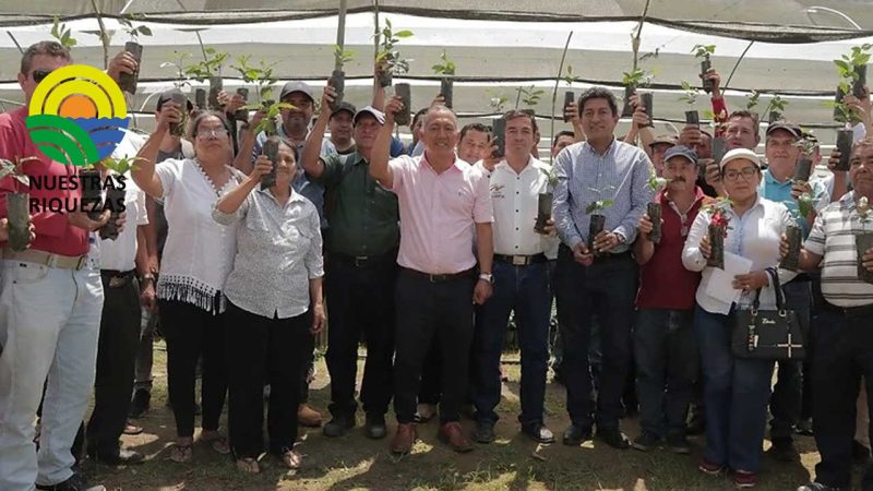 Prefectura inició la entrega de 500.000 plántulas al sector cafetalero del altiplano orense 
