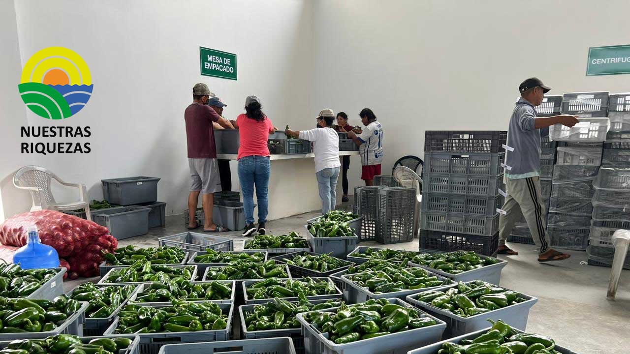 Primera producción de pimiento de Puerto Cayo sale a cadena nacional de supermercados