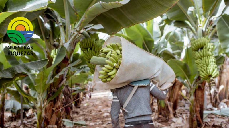 Productores de banano buscan acuerdo para exportaciòn 