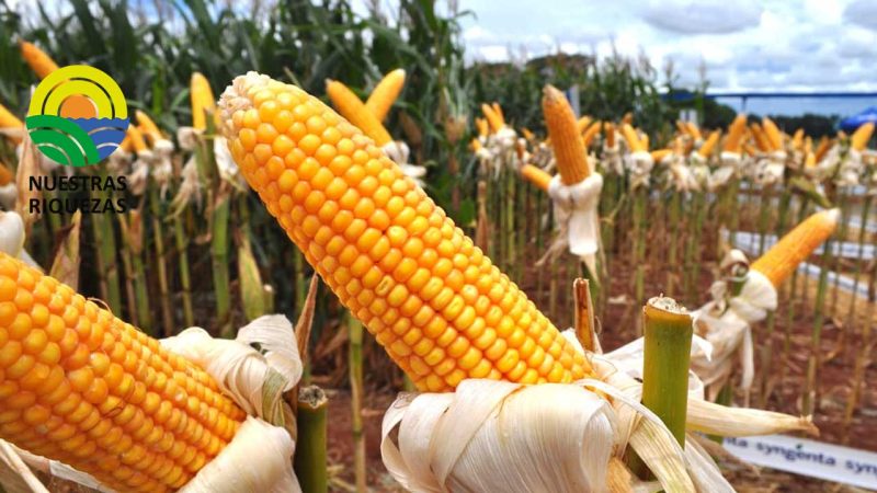 Productores de maíz con altas expectativas para este 2023 