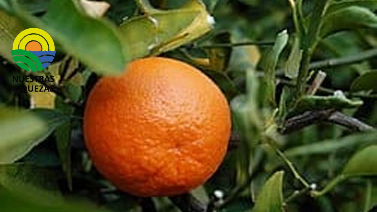 Productores de mandarina buscan alternativas para eliminar intermediarios 