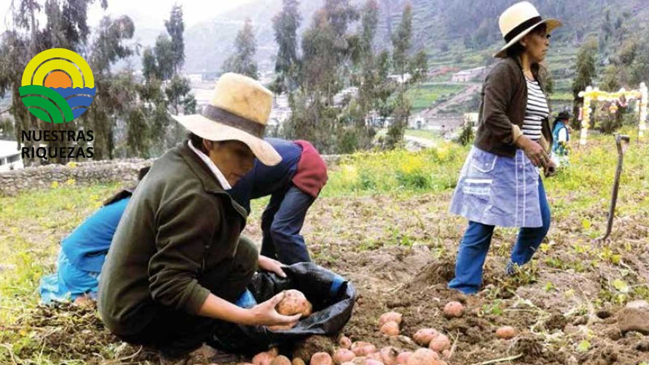 Productores de papa enfrentan desafíos en su producción 