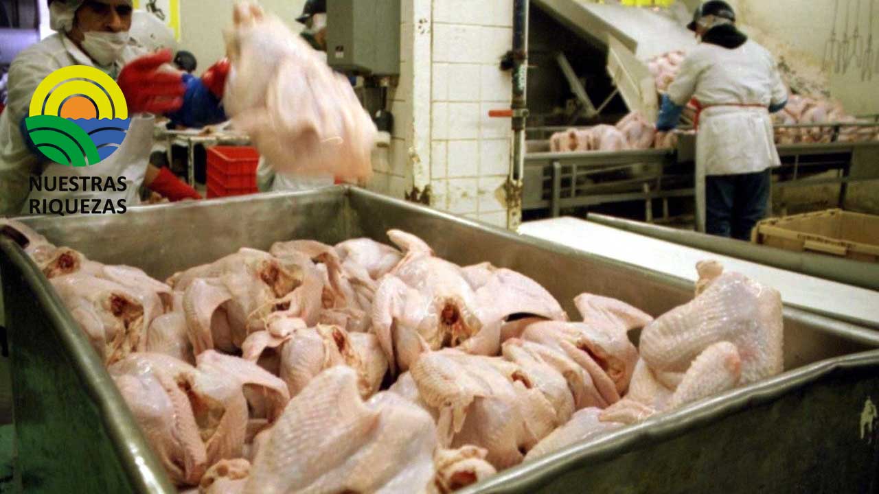 Productores de pavo garantizan abastecimiento para festividades 