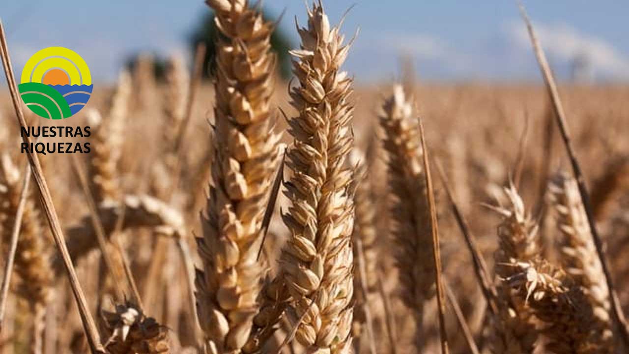 Productores de trigo con dificultades para sembrar en 2023 