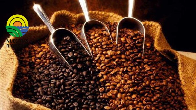 Productores lojanos del mejor café del país esperan subasta 