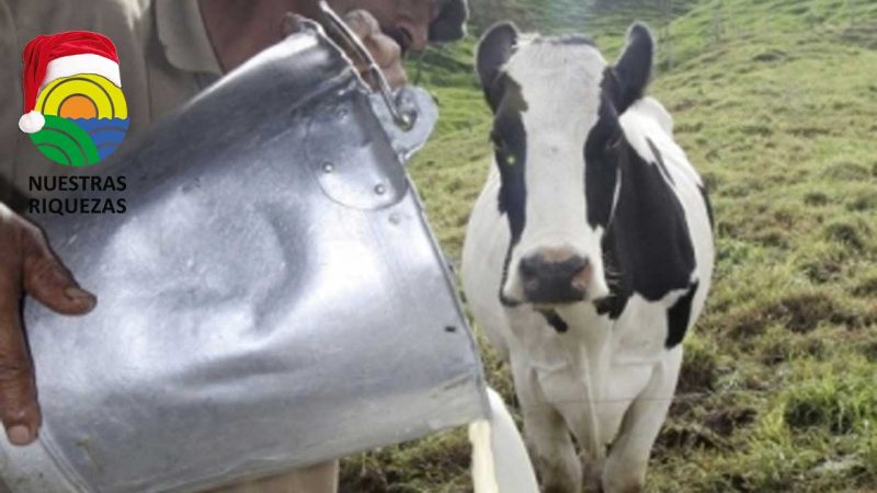 Quejas de productores de leche por reducción de su producto en el desayuno escolar