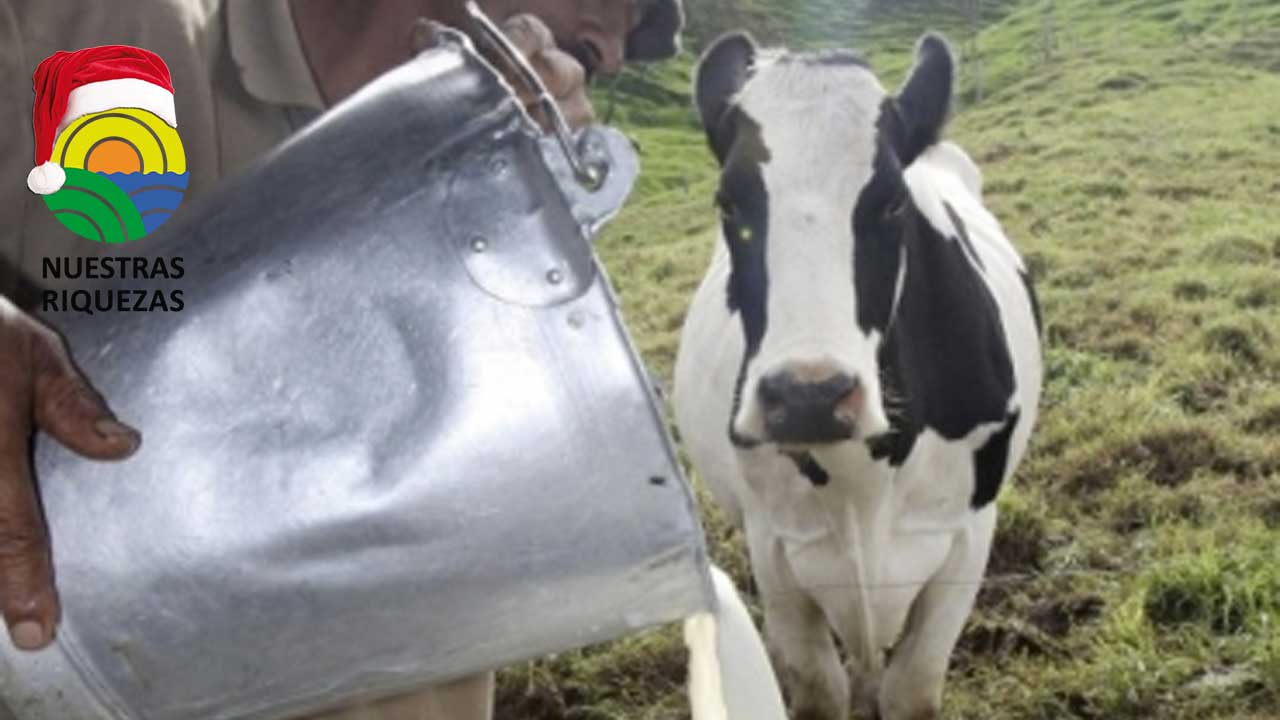 Quejas de productores de leche por reducción de su producto en el desayuno escolar