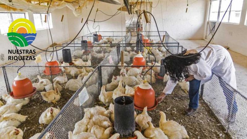 Sector avícola garantiza el abastecimiento de productos 