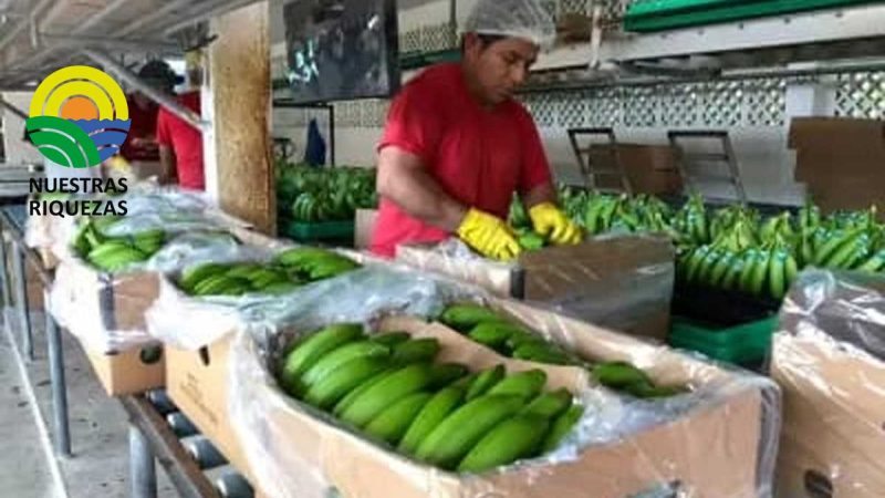 Sector exportador pide al Gobierno que revise la carga tributaria que afecta sus costos y competitividad 