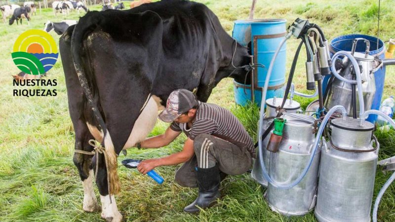 Sector lechero espera concretar el clúster de la industria láctea para el 2023 