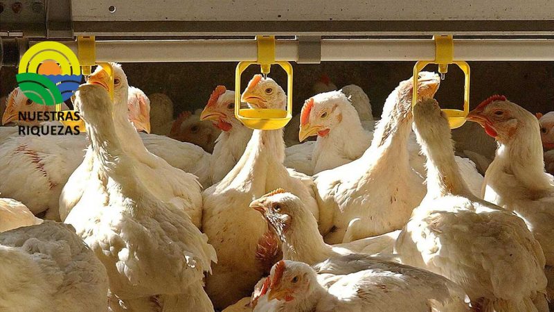 Suministros de Turquía «seguros para Navidad» mientras los agricultores se enfrentan a la peor epidemia de gripe aviar de la historia 