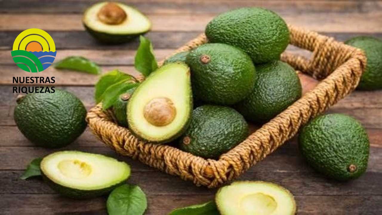 Trabajan en el control biológico para evitar los hongos del aguacate
