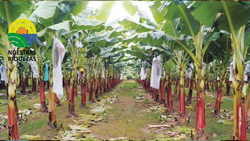 Un acuerdo comercial para la exportación de 28.000 toneladas de bananos al año 