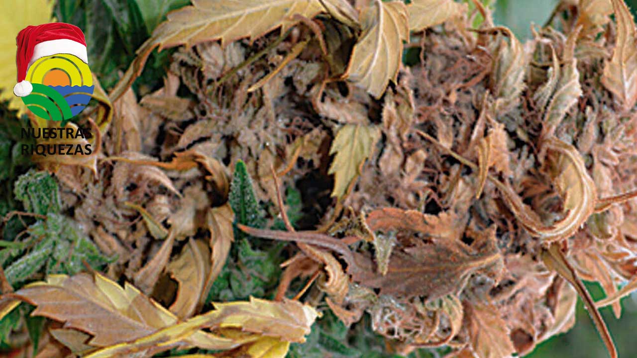 Un tándem de enzimas, responsables de la peligrosidad de los hongos destructores de cultivos