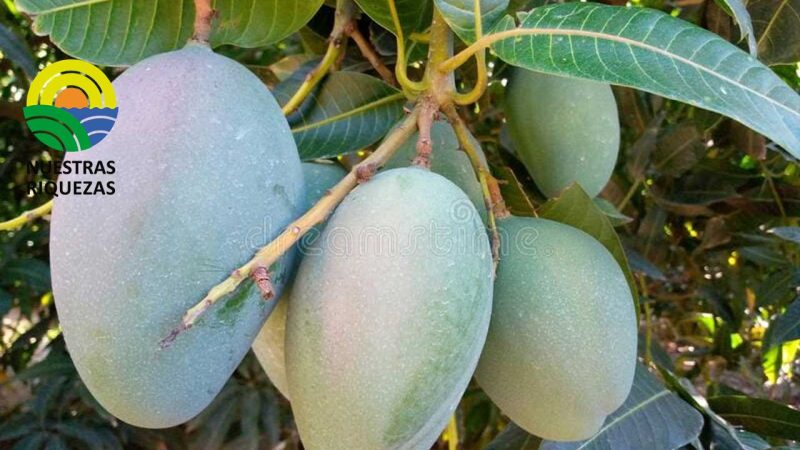 Variedad de mango keitt busca posicionarse en el mercado ecuatoriano 