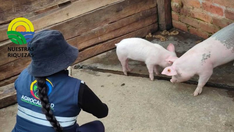 Agrocalidad realizó la  supervisión de la vacunación contra Peste Porcina Clásica