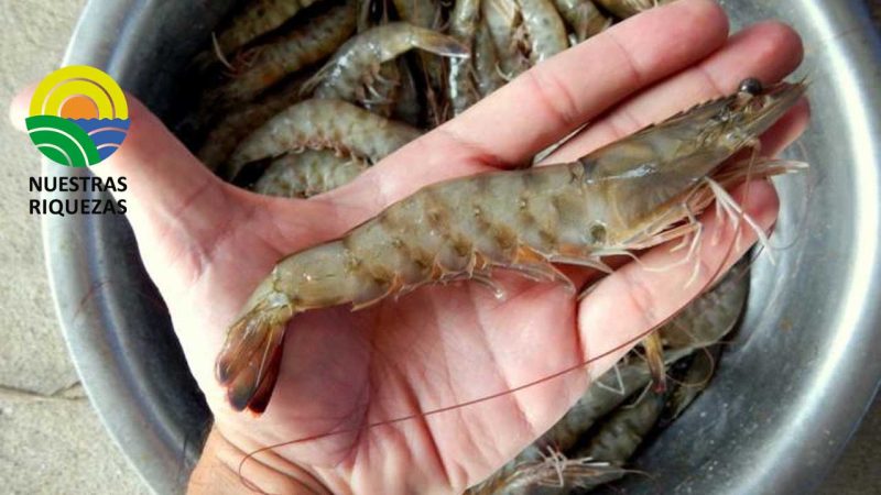 Alimentación y nutrición son los aliados en la salud del camarón ecuatoriano 