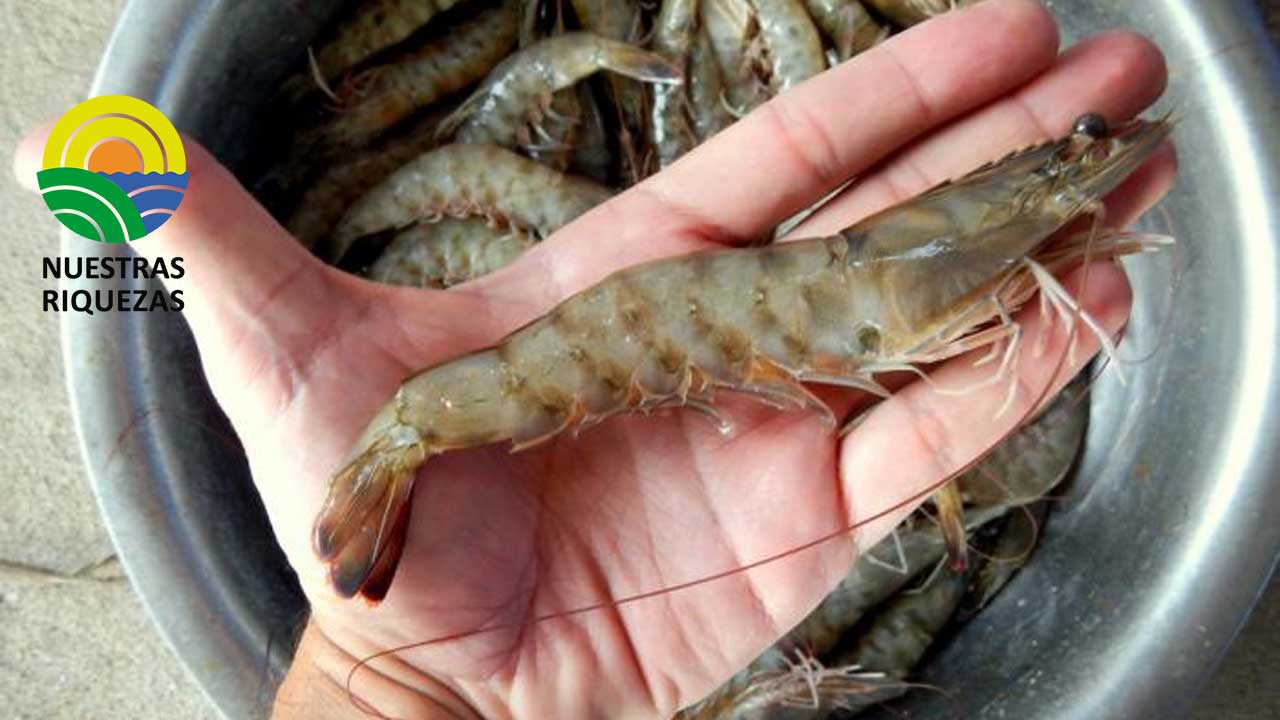 Alimentación y nutrición son los aliados en la salud del camarón ecuatoriano 