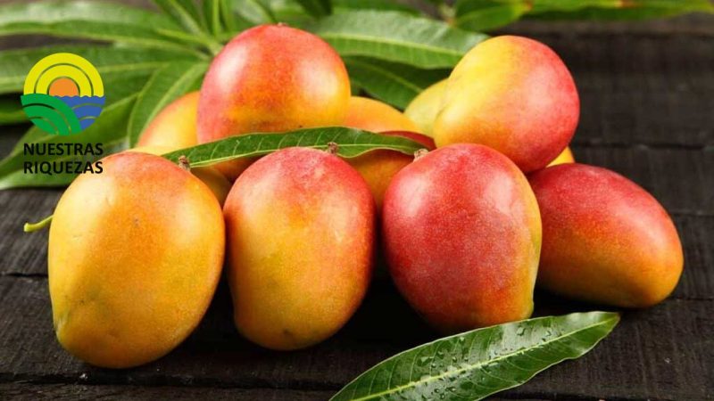Altos costos de producción comprometen el cultivo de mango 