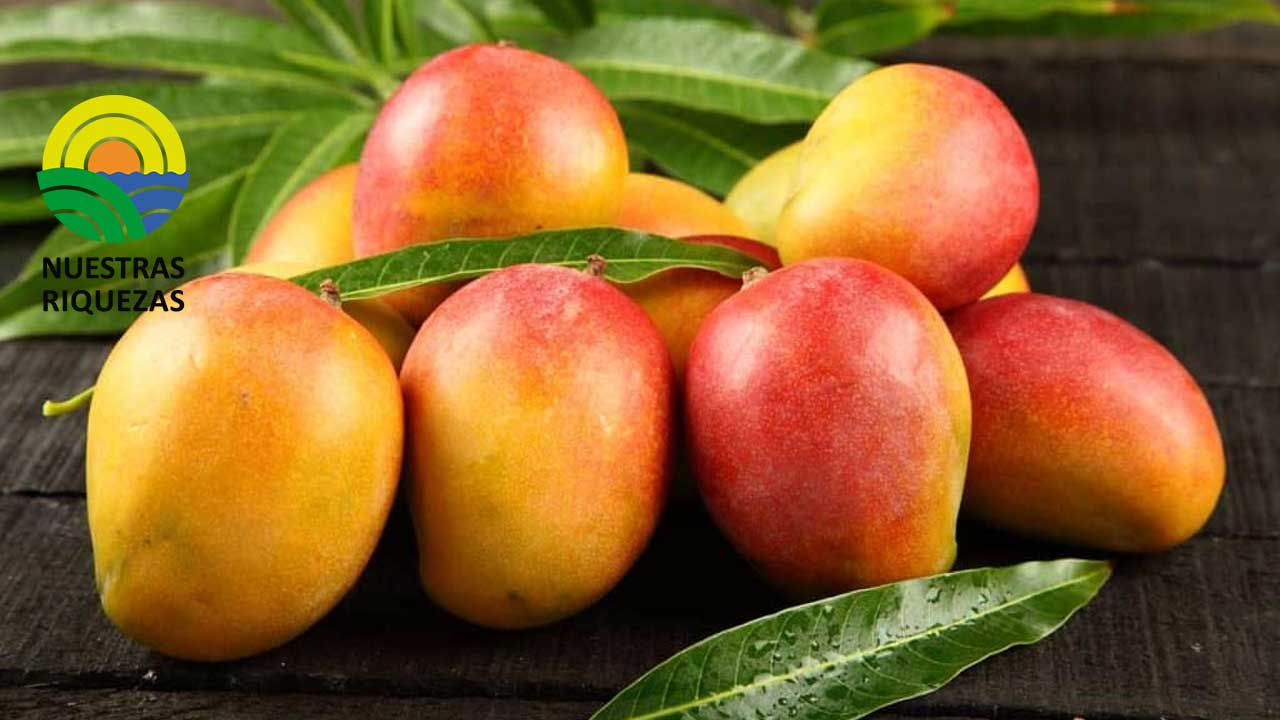 Altos costos de producción comprometen el cultivo de mango 