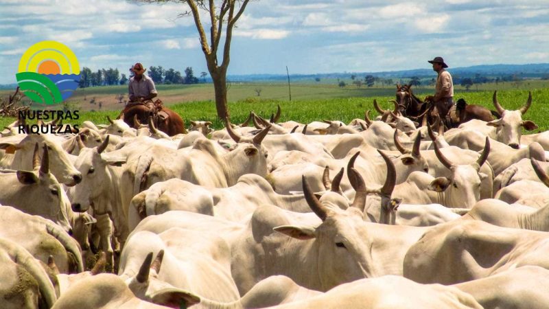 América Latina apuesta por una ganadería más sostenible 
