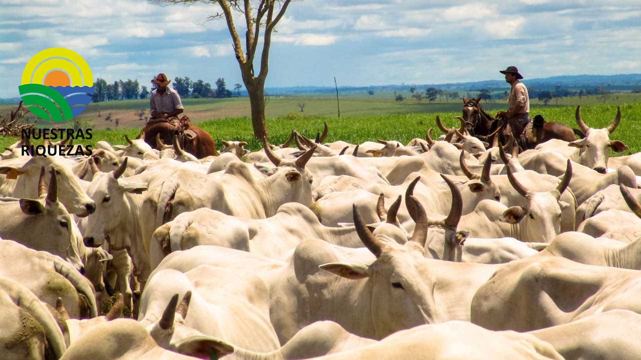 América Latina apuesta por una ganadería más sostenible 