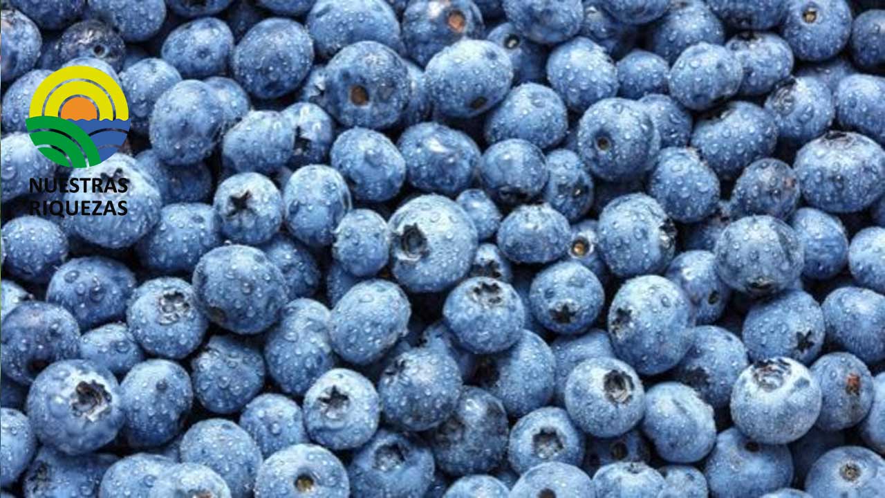 Arándano ecuatoriano busca competir con el mercado peruano 