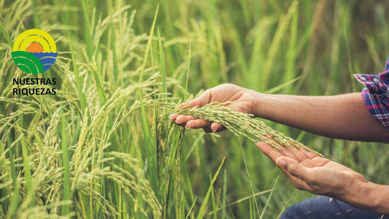 Arroceros y maiceros a la espera de lluvias intensas 