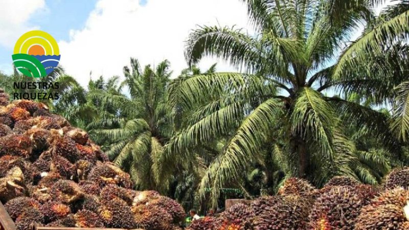 Bloqueos viales estancarían 1.600 toneladas de aceite de palma crudo en Santander 