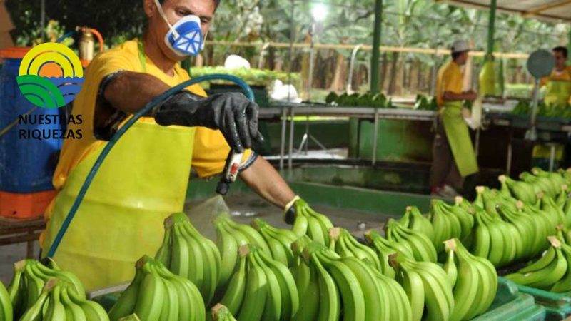 Caída del banano en 2022 representa un retroceso a 2017 según AEBE 