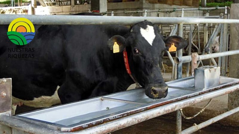 Calculan la huella hídrica en fincas ganaderas de Panamá 