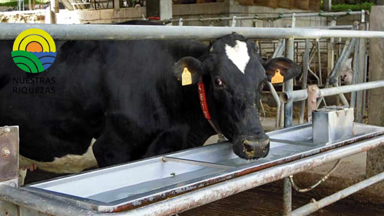 Calculan la huella hídrica en fincas ganaderas de Panamá 