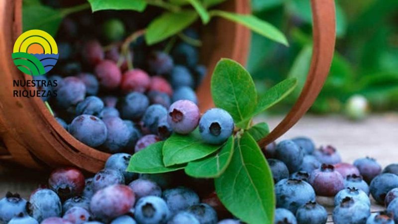 Chile espera una mejor temporada de arándanos este año 