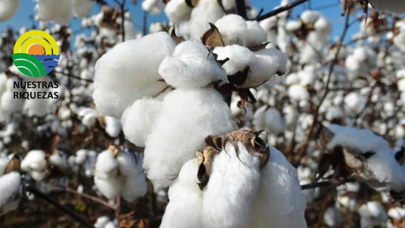 Científicos prueban la eficacia de un gen insecticida alternativo para el algodón 