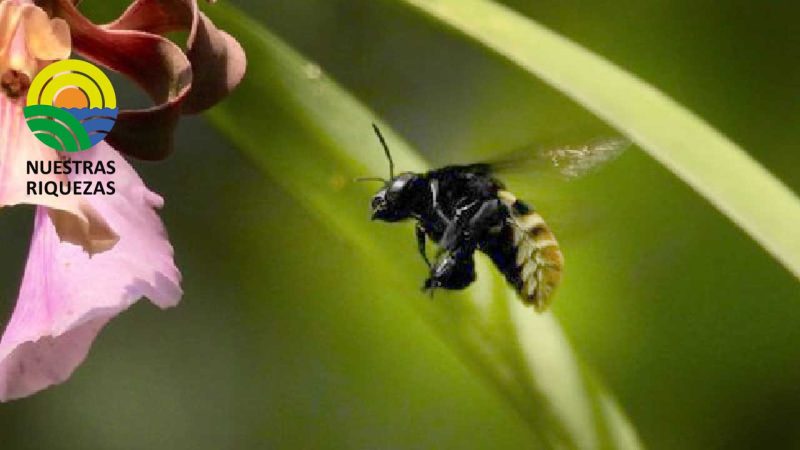 Descubren en Ecuador caso de abeja andrógina: mitad hembra, mitad macho 