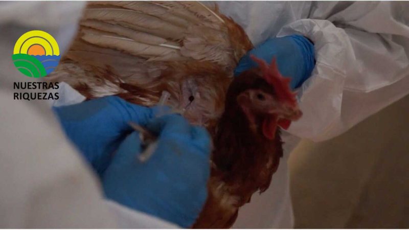 Ecuador se prepara para vacunar a aves y contrarrestar influenza aviar 