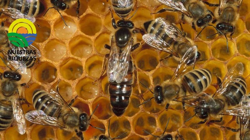 El SOS de las abejas ante el cambio climático 